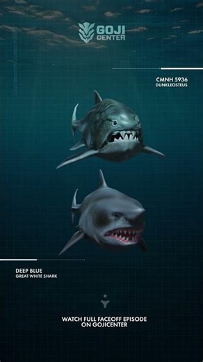 Great White Shark compared to Dunkleosteus