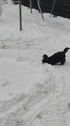 Der wilde Bobby: Ein schwarzer Hund im Schnee