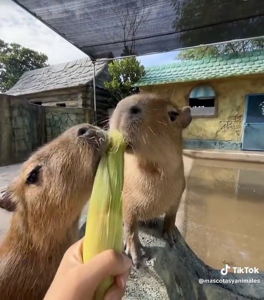 Discover the Funniest Capybara Moments