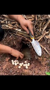 Found a Hidden Nest — Turtle and Eggs Pulled Out from a Hole #turtle #Amazing #viral | Kawsaruzzaman Molla
