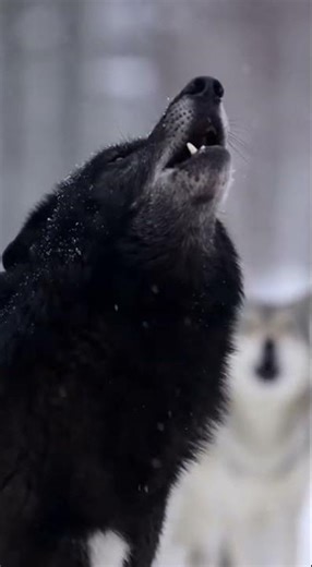 Wolf Pack Howling | Nature Documentary - The Black Alpha: Leading the Pack’s Roar