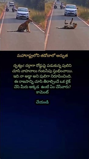 రోడ్డుపై పులి దర్జా! గంటసేపు వణికిపోయిన జనం.. వీడియో చూస్తే