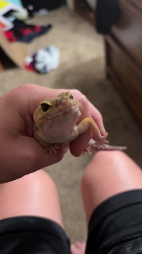 Come outside (@come.outside30)’s videos with Lizards - Uncle Apple