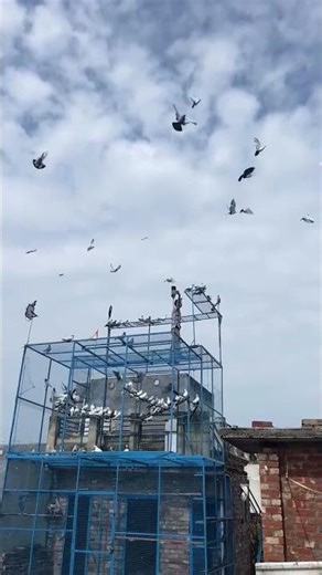 New blue loft shok kro guy's ⚡😱🕊️ #kabootar #vilogpigeon #kabutarbazi #popularshorts #ytviralshorts