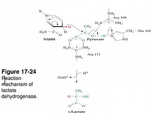 Figure 17-24 Reaction mechanism of lactate dehydrogenase. - SlideServe