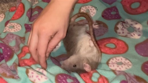 Esther Minic-Rosenthal | So I started training Coffee to rollover, and I thought it would be fun to post a progress clip! Over the years I've tried to train this... | Instagram