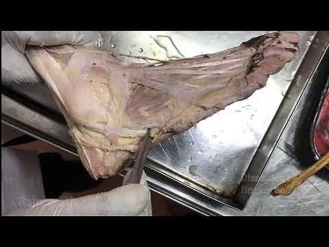 Lateral compartment of leg