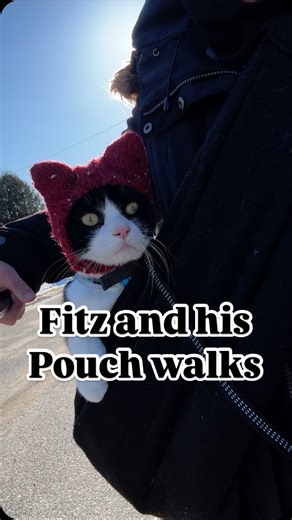 Heidi Korte | Adventure Cat Fitz on Instagram: "Pouch walking Fitz - 1.5 years old Fitz sees his pouch as his safe place. I start almost every urban walk with Fitz in the pouch. Then, Fitz chooses when he wants to get down and walk. Don't get me wrong. I love using backpacks also. On a hike, they are perfect for Fitz with enough space for him to lie down and have a nap comfortably if he wants to. He could not really do that in this pouch and I wouldn't wanna have him in it longer than an hour's