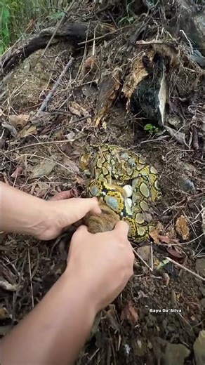 hampir di makan ular