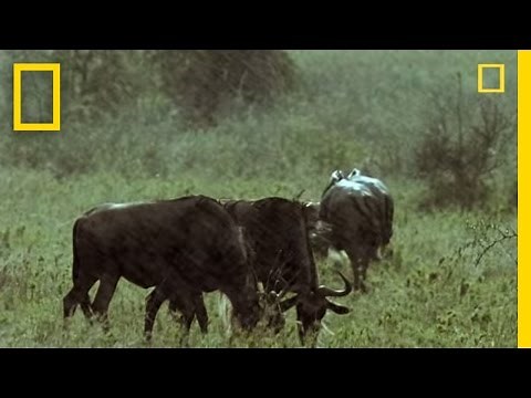 Two Cheetahs vs. Wildebeest | National Geographic