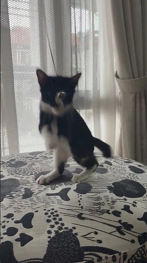 Domestic Short Hair Kitten For Adoption - 3 Months, Leia from Kuala Lumpur