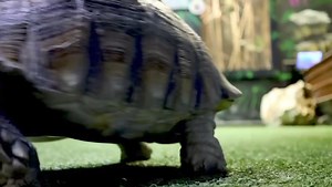 Motivated Monday! Sulcata Tortoise taking a stroll throughout the facility. 🐢 We are open everyday from 10 am-8 pm https://sanantonioaquarium.net/atickets/weekend-tickets/ | San Antonio Aquarium