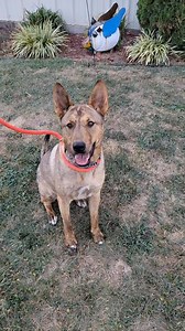 Meet Dingo! 🐾 Female 2 years old Knows sit command Leash walking pro Motivated by treats Ball enthusiast Dog friendly (meet n greet a must) People friendly Unique markings This stunning 2-year-old girl is as beautiful on the inside as she is on the outside. With her unique markings, striking eyes, and big, bright smile, she’s sure to capture your heart the moment you meet her. Dingo is affectionate, energetic, and full of personality. She knows sit command, loves to play ball and can catch a tr