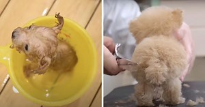 Young Toy Poodle Breaks Cute-O-Meter While Being Groomed