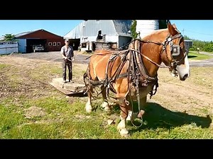 How can we SLOW THIS HORSE DOWN??! // An Old Friend Comes to Visit!!!