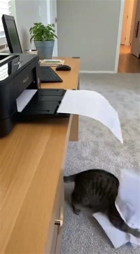 Cat Attacks Printer Paper