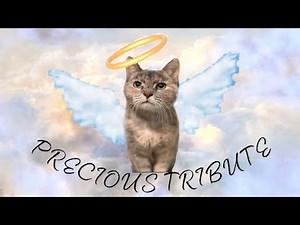 Precious Tribute (2003-2021)