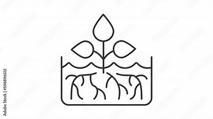 Root plant cutting line animation. Animated roots growing in water. Propagation technique. Seamless loop HD video with alpha channel on transparent background. Outline motion graphic animation