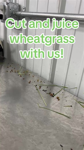 Juicing Fresh Wheatgrass at the Farm