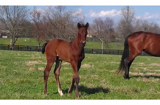 Happy Birthday to the horse who changed our lives and so many others - Runhappy we have loved you since the day you were born and more every day since then! Happy Birthday Champ!! (click the HD button on the bottom right for the best video quality) | RUNHAPPY