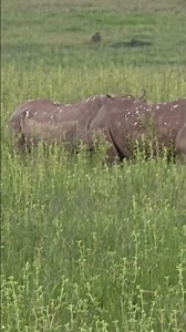 They Lied About Rhinos You Believed Them