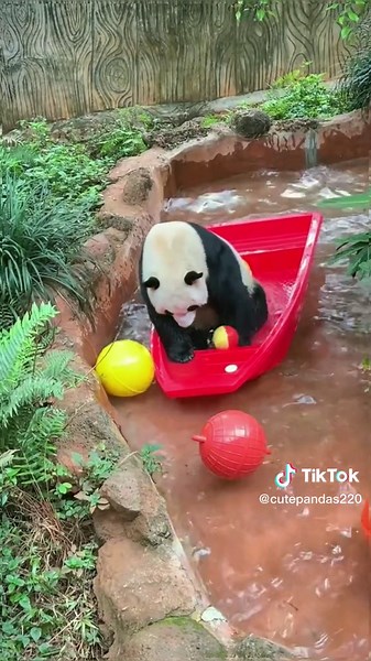 Angry Panda Bear Pulls Out Boat | Funny Animal TikTok