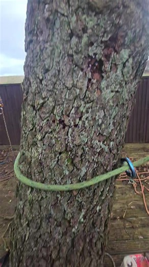 Emergency Tree Removal Job