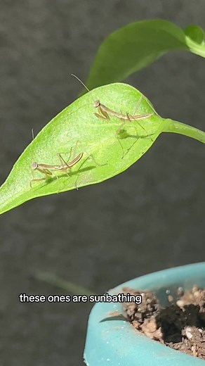 Where to Find and Buy Praying Mantis Eggs - Home Depot Ootheca
