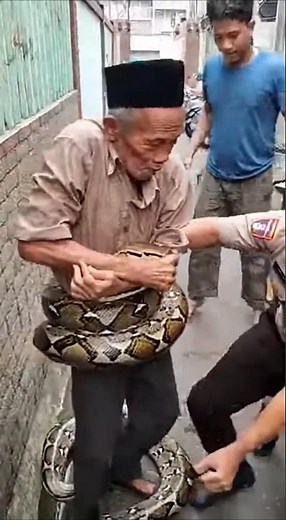 TEREKAM KAMERA ‼️😱 Kakek Di Lilit Ular SANCA #viral #shorts #short #tranding