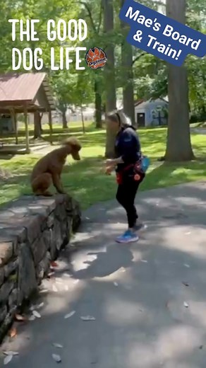  Meet Mae, the adorable Standard Poodle pup!  Mae's training journey is extra special because her brother trained with us too! When Mae became old enough for training, her mom didn't hesitate to enroll her in our Board & Train Program.  We're excited to help Mae follow in her brother's "paw-steps" and learn all the essential skills she needs! #StandardPoodle #PuppyTraining #dogs #offleash #DogTrainer | Asheville Dog Trainers, Off Leash K9 Training | Facebook