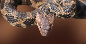 Cyclist Tries To Save Venomous Snake From Being Ran Over, Gets Bit And Almost Dies Instead