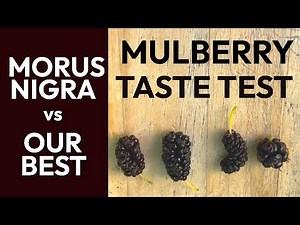 Mulberry Taste Test: Noir de Spain Morus nigra Compared to Top Mulberry Varieties