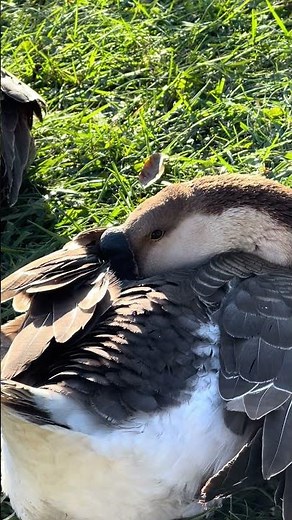 Have you ever watched geese fall asleep? #weird #sleep #eyes #farm #farming #farmlife