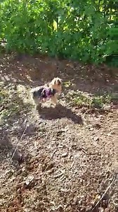 1.3K views · 138 reactions | Ally is looking for the squirrel. Thanks Eliane Toledo Catarcione. (I had a little bit of a problem downloading this, so hope it is ok) | Yorkies Care | Facebook