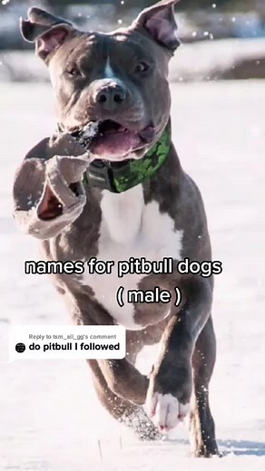 Male Pitbull Dog Names: Naming Your Boy Pitbull
