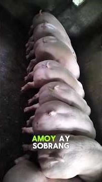Dahilan Bakit Lugi Ka Kung Hindi Mo Kapon ang Iyong mga Biik 🐷🚫
