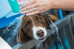 USING THE K9000® | Find a Dogwash