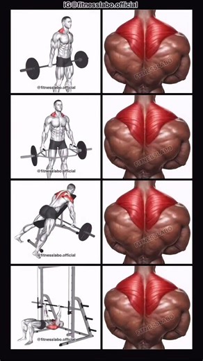 Traps Workout Anatomy Guide