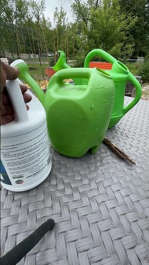 Double benefits of using fish & kelp fertilizer #garden #gardening