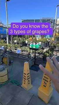 Do you know the 3 main types of grapes? #gardening #garden #Grapes #Vineyard #WineMaking￼