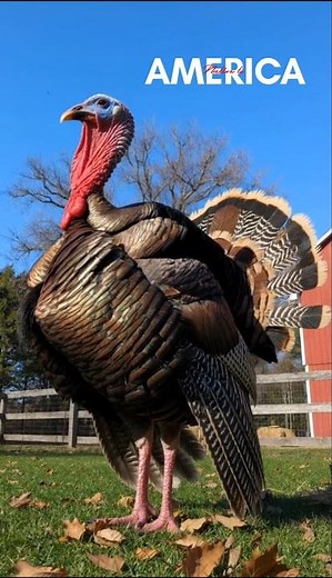 BEAUTY OF TURKEY 🦃 | Hop Eleven #turkeybird #america