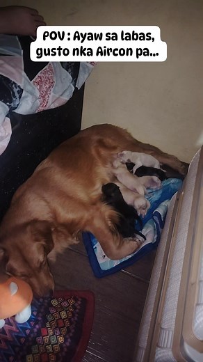 Kya pala ayaw mo matulog Reese gusto mo nka aircon pa kau... 🤦🤦🤦 #mamadog #puppies #doglover | Charity Ballaran Tijamo-Labus