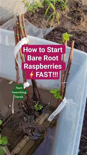 How to Start Bare Root #Raspberries FAST! #growfood #gardening #growyourownfood #fruit #gardentips