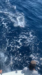 23K views · 160 reactions | Those stripes!   Hook'N Up Luxury Sportfishing  Boynton Beach, FL #florida #fishing #wahoo #boyntonbeach #fishingbooker | FishingBooker | Facebook