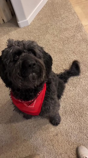 The most perfect day doesn’t exi…. Oh. #dogsofttiktok #DontSpillChallenge #FerragamoLetsDance #dogday @chase_brody_mcnary