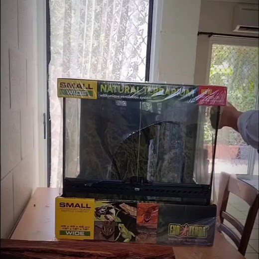 Baby Snake Bioactive Enclosure Setup: A Guide to Creating the Perfect Habitat
