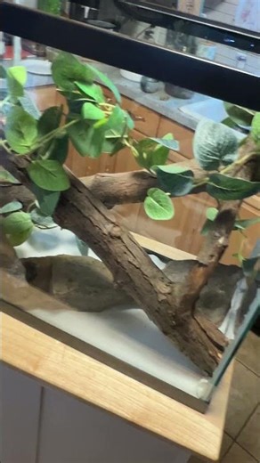 New Gargoyle Gecko and Enclosure | Project Little World