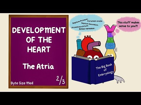 Development of the Atria | Atrial Septum | Development of the Heart | Part 2/3 | Cardiac Embryology