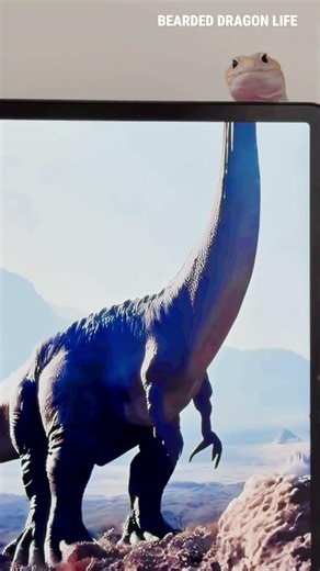 Cute Mini Dinosaur at Home #lizard #gecko #pets #reptiles