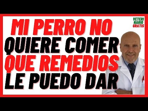 Porque mi Perro ya no quiere comer nada 🔴 12 Remedios Caseros para Perros que no quieren comer
